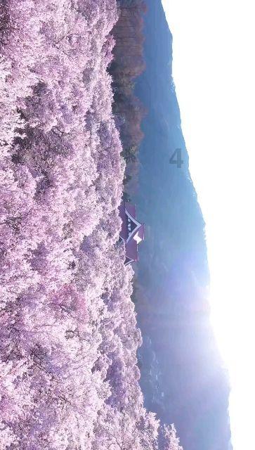 杨紫生日,众星发文为其庆生,她在娱乐圈的人缘有多好?-专业的问答网站